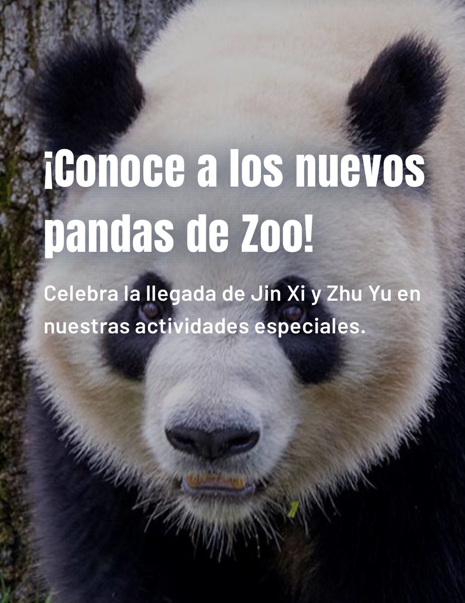 mickeyminnie611's tweet image. #ZooMadrid
#JinXi
#ZhuYu
一般公開されました
cr ZooMadrid HP