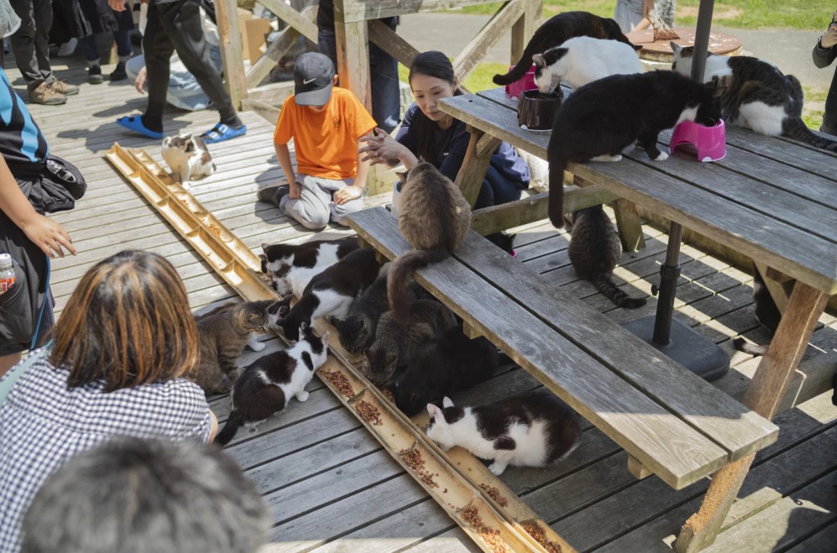 ¿Alguna vez has soñado con un lugar donde los gatos son reyes y guardianes?

Bienvenido a Tashirojima, la isla japonesa donde los gatos no solo superan en número a las personas, sino que son venerados como ángeles guardianes.