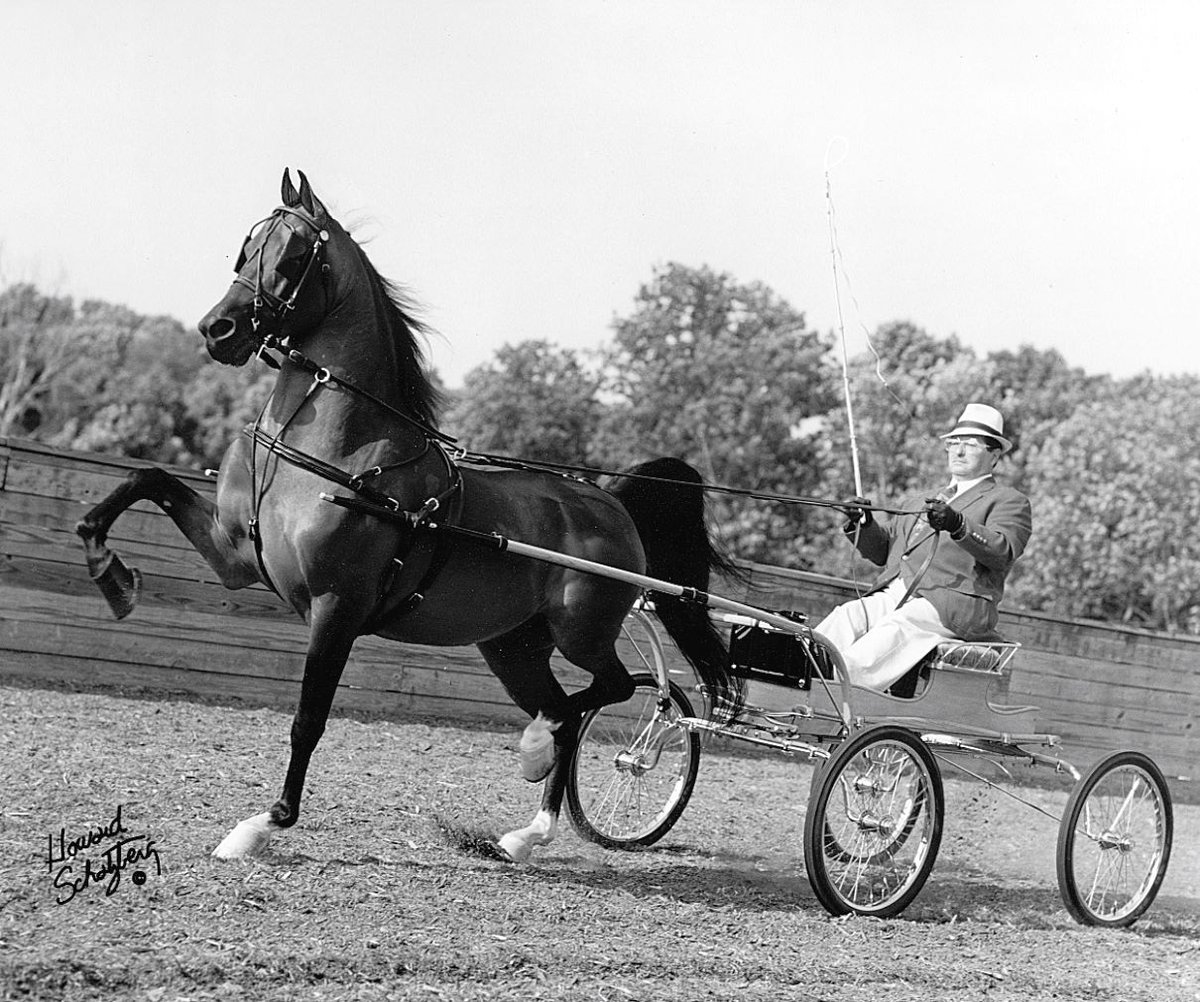 AmericanMorgan's tweet photo. #ThrowbackThursday with HVK Pavoratti!

Some of HVK Pavoratti's early accomplishments include:

🏆1997 WC Park Harness 3 Year Old
🏆2000 GN Park Harness Stallion
🏆2006 GN Parade Horse Finals

📸 photo credits: Howard Schatzberg

#amha #morganhorse https://t.co/2xTehmF1bl