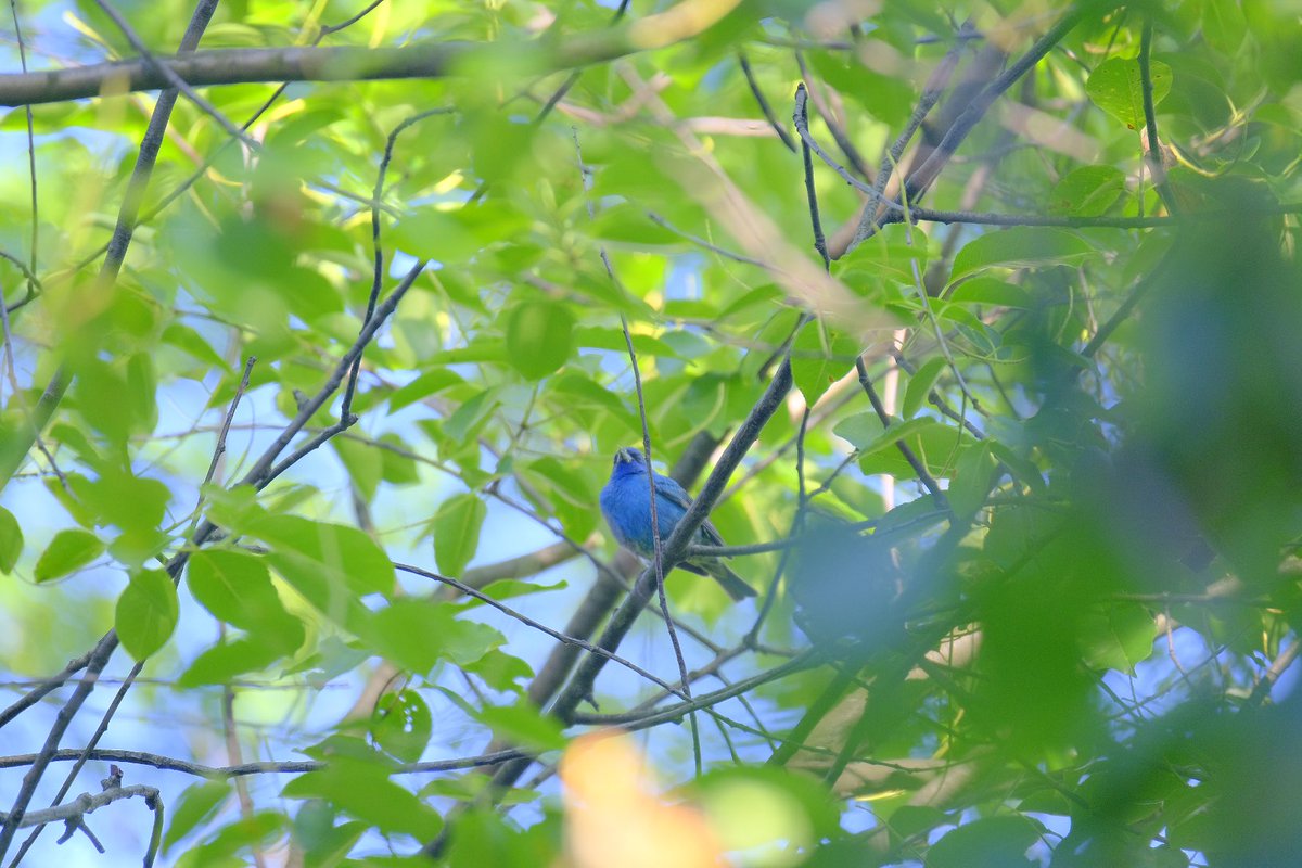 Indigo bunting in the area behind the big tulip 🌷 tree buntings are in Central Park :) @BirdCentralPark @wildnewyorkshow @audubonsociety