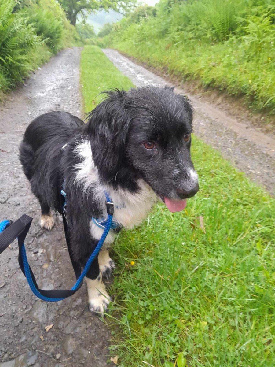 rescuedoggypaws's tweet photo. Pickles (now being called "Bowie") is having a wonderful time in his foster home... but what he really wants is a forever home to call his own.
BOWIE (was Pickles) is in foster in #Llangollen and available to adopt
#Denbighshire #Wrexham #Oswestry #StokeOnTrent #Shrewsbury https://t.co/x3sxqIHnnp