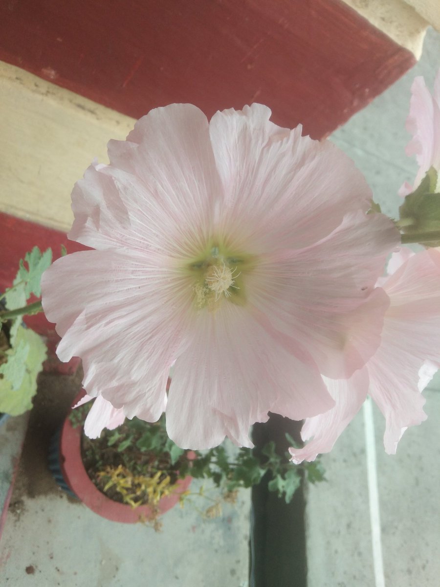 🌿🌺🌿🌺Beautiful 🌿🌺🌿🌺