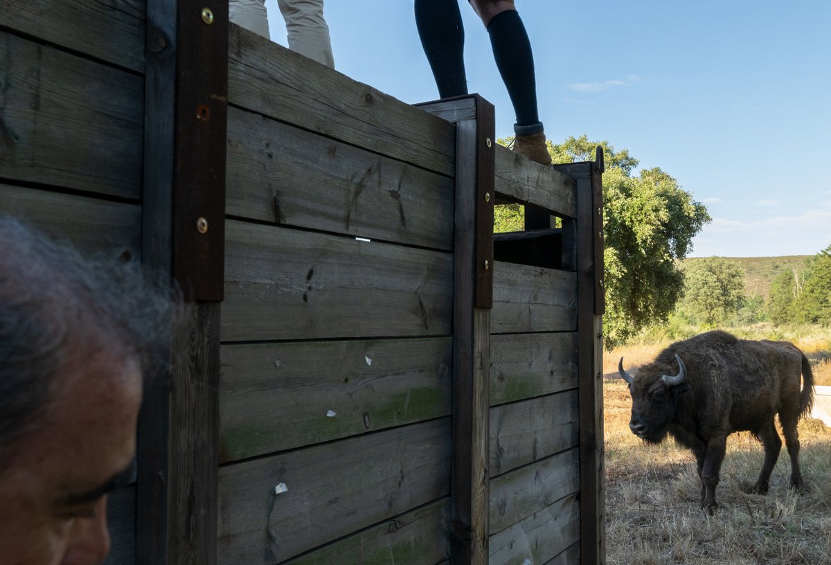 Os bisontes europeus chegaram pela primeira vez a Portugal, pela mão do rewilding 🦬🌿

Uma manada de oito bisontes chegou ao Vale Feitoso. Gerida pela Rewilding Portugal, esta manada irá aumentar o sequestro de carbono, estimular a biodiversidade e apoiar o  turismo de natureza.