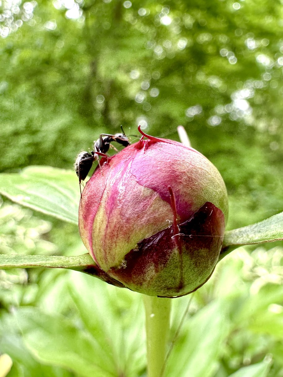 Why do you see ants on a Peony? The peony secretes a sweet nectar that attracts ants, and in return, the ants protect the peony from other insects that might cause harm. This relationship is known as mutualism, where both parties benefit. Nature really is