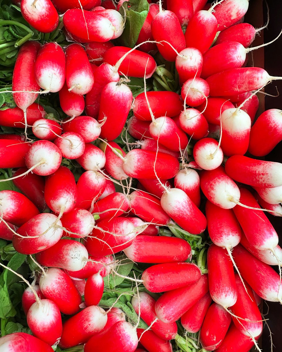 Bonjour, radish lovers! 🌱 Say bon appétit to these vibrant French Breakfast Radishes! Crisp, peppery, and oh-so-delicious, they’re the perfect addition to your spring salads or as a crunchy snack. Plus, they’re packed with vitamins and antioxidants! #FrenchBreakfastRadishes
