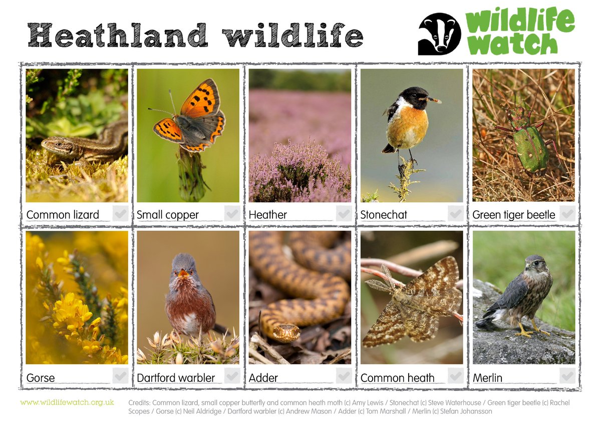 Heathland isn't just stunning to look at, it's also home to some amazing wildlife. Have you seen any of these? wtru.st/3ZDUzJ5