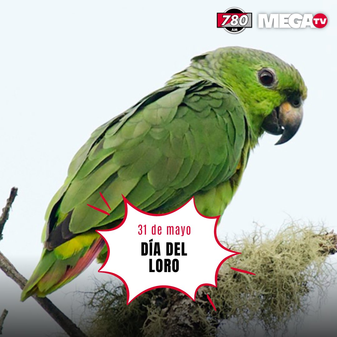 780AM's tweet photo. #Fechas780| ¡Felicidades muchachos!😝

🗓️Cada 31 de mayo se celebra el Día Mundial del Loro, una fecha impulsada por la organización World Parrot Trust desde el 2004🦜

#780AM @Megatv_py https://t.co/MP6IVeHS1h