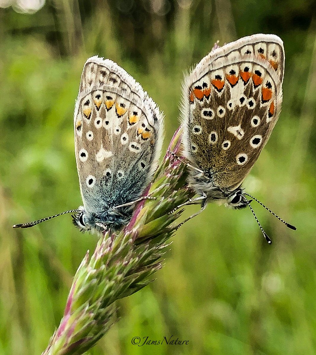 A pair of Common Blue having a moments rest 🦋