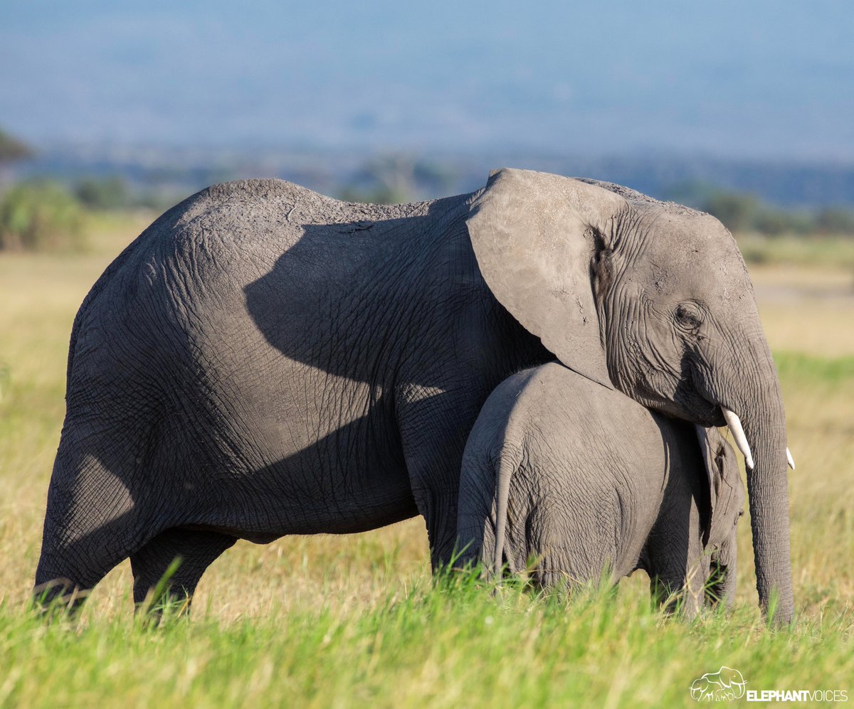 Juvenile females learn vital mothering skills by taking care of younger calves. This babysitting behavior is known as allomothering. Such care-taking provides these girls with an array of mothering experiences that persist until they give birth to their own first calf.