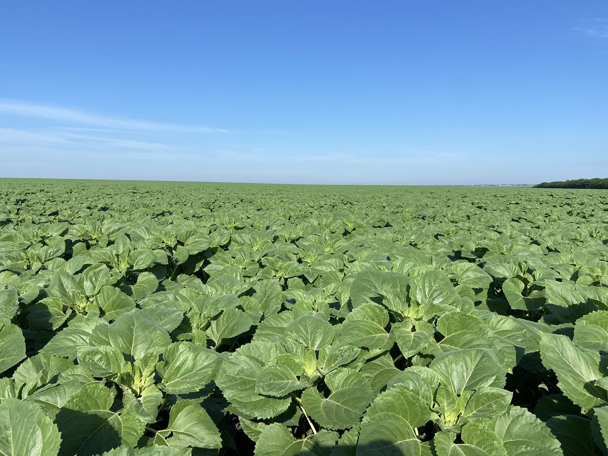 Hermoso día y así están los girasoles hoy en Rumania 🇷🇴
La primavera comenzó con precipitaciones menores a lo normal pero ya se está acomodando todo, en agosto cosechamos 🌻 🧑‍🌾