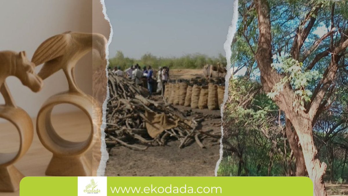 EkodadaL's tweet photo. #ClimateChangeMitigation
#Carbonfootprint
#TransformingWeedToWealthunleashingTheBlackGold
#Carbonoffsetting https://t.co/NoQVSUbqek