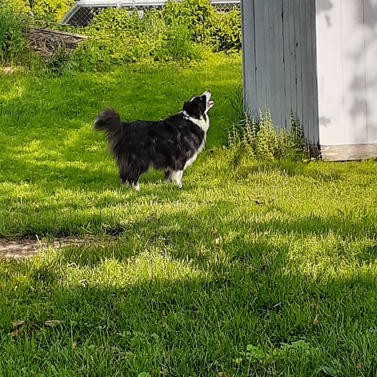 Summer's here and now mom is home and can watch me bark at squirrels all day 😄 #bordercollie #dogsoftwitter #summertime