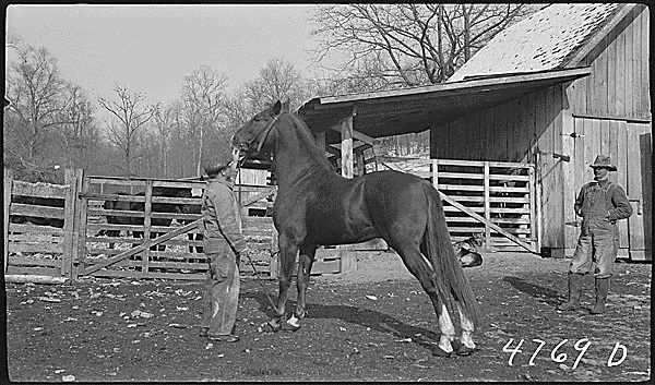 Horses are not measured in inches/feet nor millimeters/meters, but in "hands". Our question is what hands do they use to measure it as such?

#ArchivesPets #ArchivesHashtagParty

"Mr. Chambers and his stallion, 1940" - catalog.archives.gov/id/280507