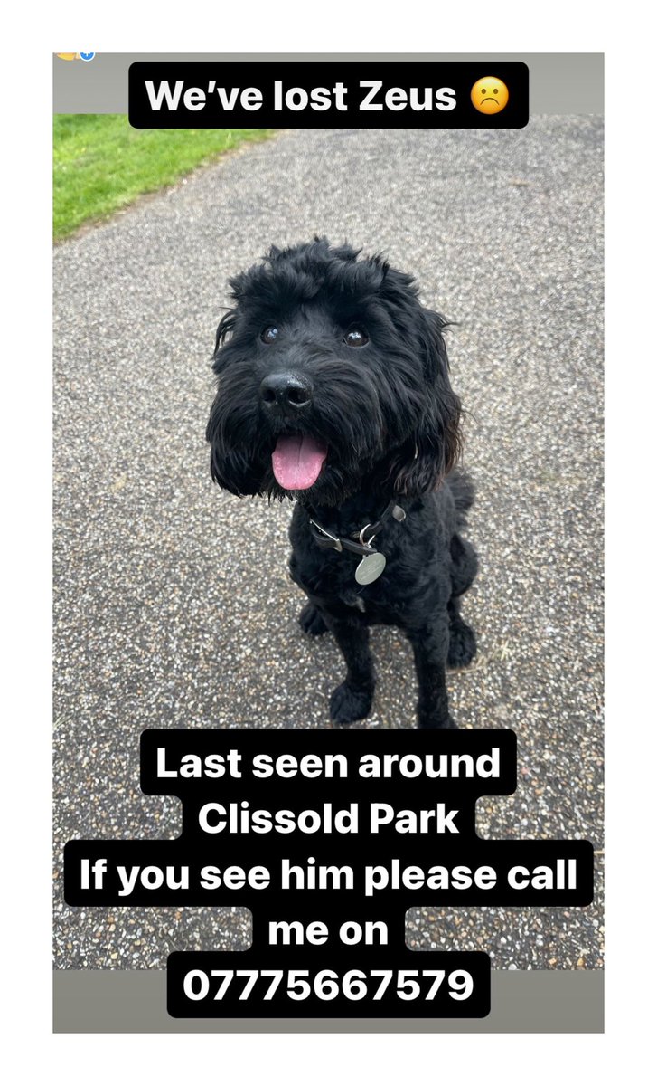 Attention people of north east London, my friends have lost their beloved dog! They'd be very grateful if you could keep your eyes peeled.