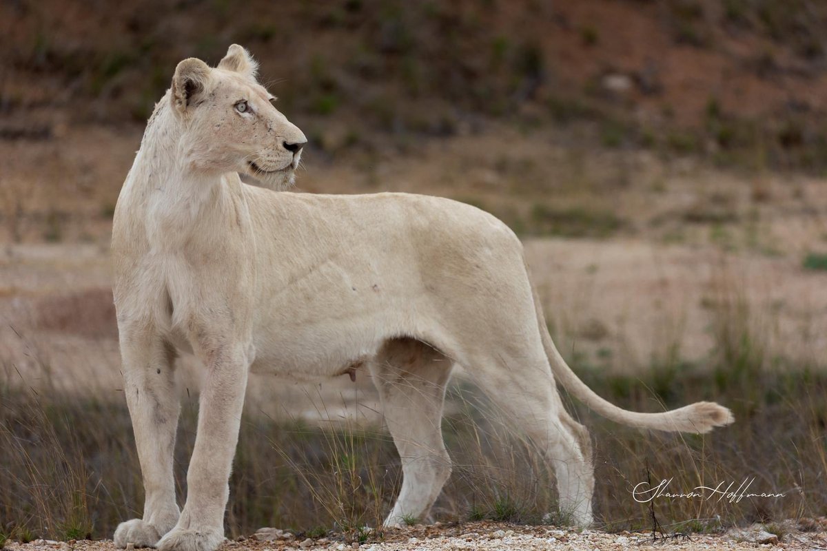 The stunning white lioness of the Birmingham Pride seen in Timbavati. Credit for this fantastic picture goes to Sharron Damant Hoffmann.