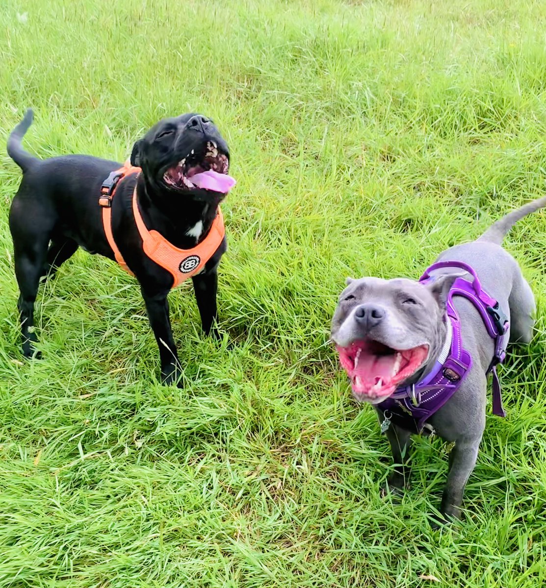 Mum said a joke.  It wasn’t very funny but we pretended to laugh because we are such good doggies 😂🩷🩷 OK Baby Frank, Don’t over do it!! 🙄🤣🤣 #Frisa #FrankAndIsa <a href="/JulesAllenxx/">Baby Frank & his teddy, Edward 🧸🏴󠁧󠁢󠁷󠁬󠁳󠁿</a>