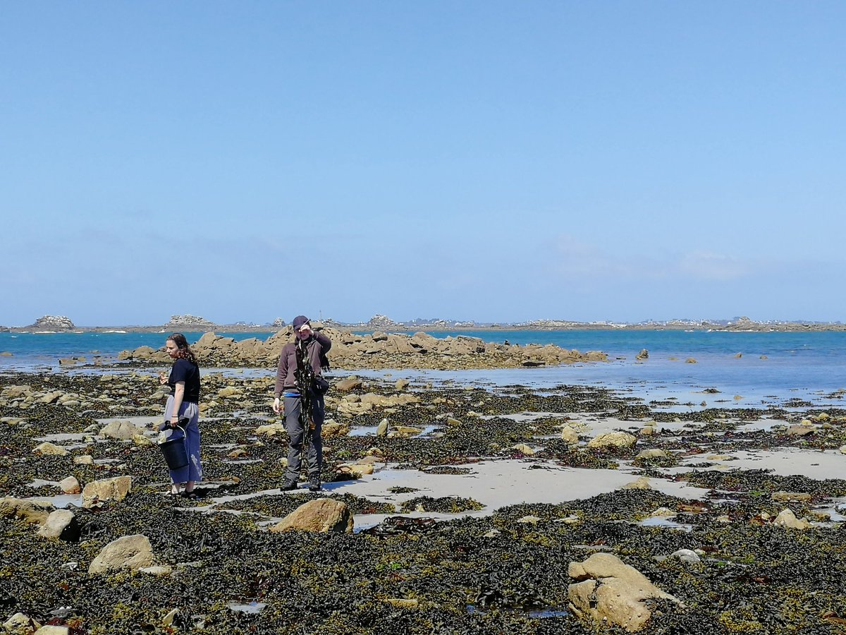 For #phycologyfriday some impressions from our ongoing field work campaign - the first 1000km driven and lots of #seaweed smiles with an awesome team! 
<a href="/PhycologyUgent/">Phycology Research Group Ugent</a> <a href="/loukanoyen/">Louka Noyen</a>  Sofie Peters and Lauren Vapillon!