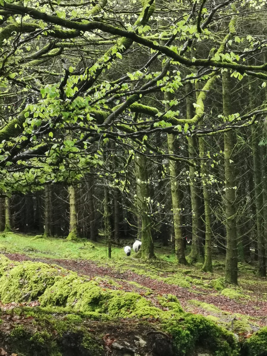 theshakingbog's tweet photo. Start your weekend with some poetic inspiration! Tune in to the latest episode featuring renowned poet Nuala Ní Dhomhnaill. Listen now for a journey through the beauty of Irish literature.
https://t.co/iqUtzKaDms
#ShakingBog
#Wicklow
#natureinspired
@poetryireland @wicklowcoco https://t.co/oF8GrpJ3Ow