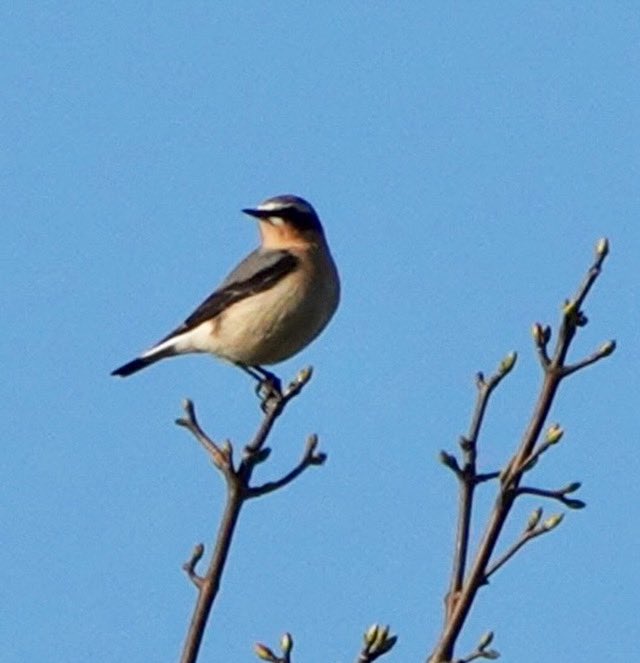 A nice ‘White arse’ Wheatear .. 1 of 5 seen at same time! #wheatear #migrantbird #oxon #oxford #oxfordshire #chilterns #chilternhills #thechilterns @chilternsights @chilternsbeauty @chilternsnature @chiltern_wildlife <a href="/GrundonRecycle/">Grundon</a> <a href="/ChilternsNL/">Chilterns National Landscape</a> <a href="/ChilternsNT/">Chiltern Countryside</a> <a href="/ChilternsHills/">Chilterns Treasures</a>
