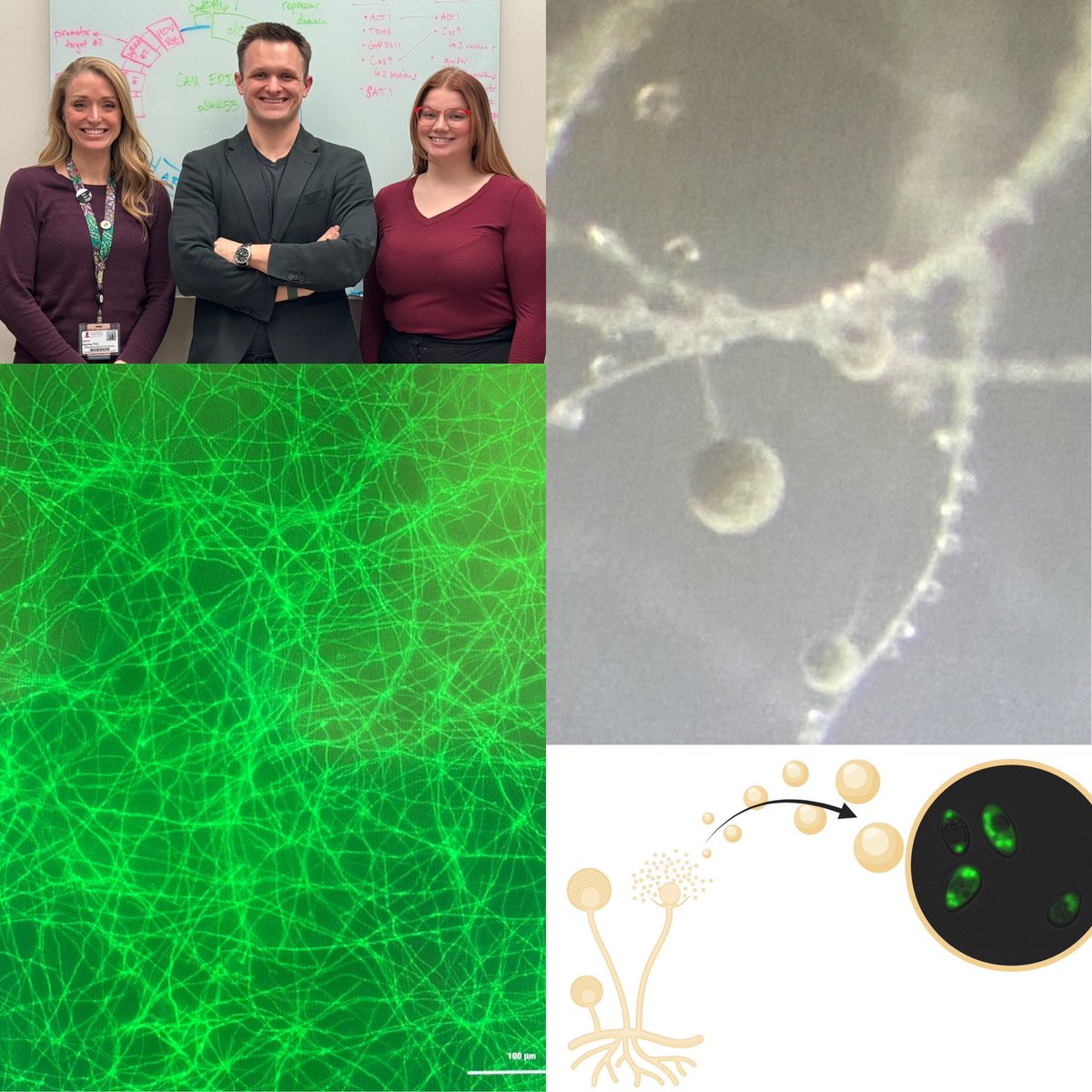 Now hiring a postdoc in my lab at St. Jude!

Looking for motivated candidates interested in mycology, CRISPR technologies, and advancing the treatment of patients with invasive fungal infections (C. auris, A. fumigatus, and Mucorales). 

Apply now: talent.stjude.org/careers/jobs/J…