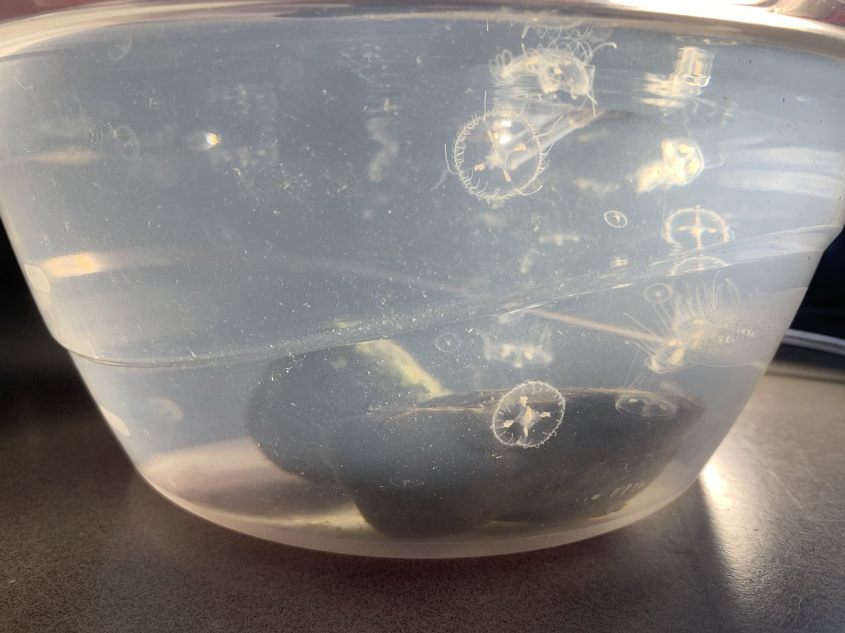 Anna Klompen, PhD tweet media