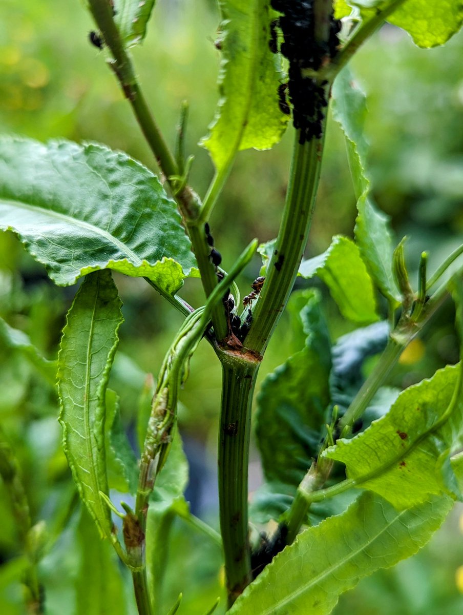 aphis fabae being farmed by lasius niger in my garden.

This camera is insane and is wasted on me lmao.