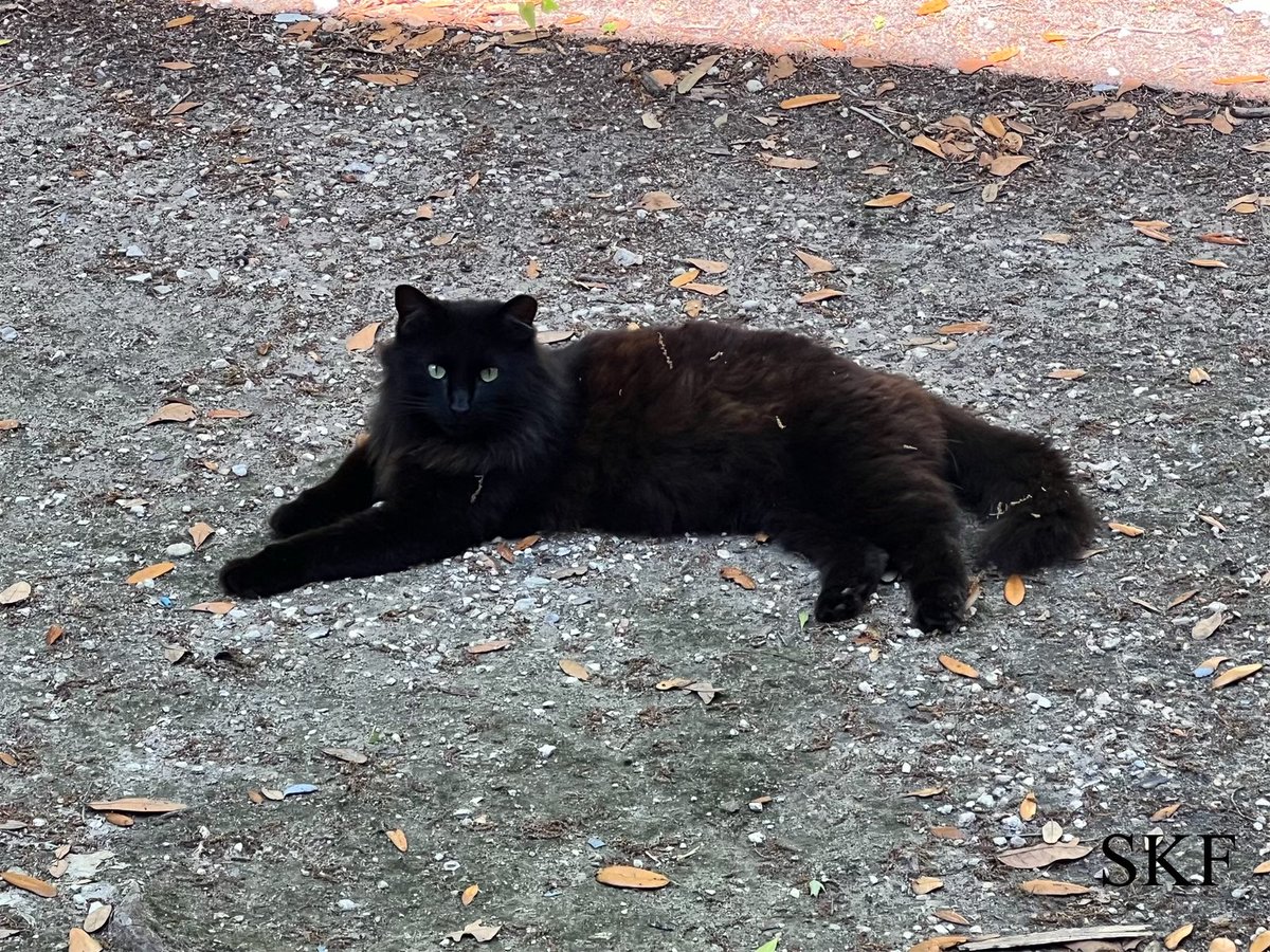 @ColeTheBlackCat Skittles: Well Said, The Big Guy is furry blessed to be the servant to four Mighty Panfurs, Sabre & Phantom who live inside the house and Indy and Raspberry who are community cats that have him well trained to feed them. #BlackCatFuriday #BlackCatsRule