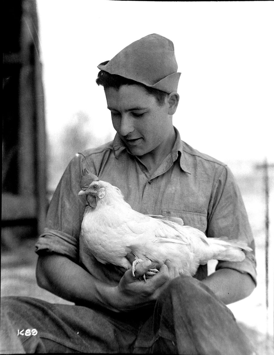 How lucky we would all be if we were as endearing as this prize hen from 1934! This photo from <a href="/TVAnews/">Tennessee Valley Authority</a> depicts a farm boy from Norris, Tennessee holding his pet chicken. 🐔

#ArchivesPets #ArchivesHashtagParty 

catalog.archives.gov/id/214436724