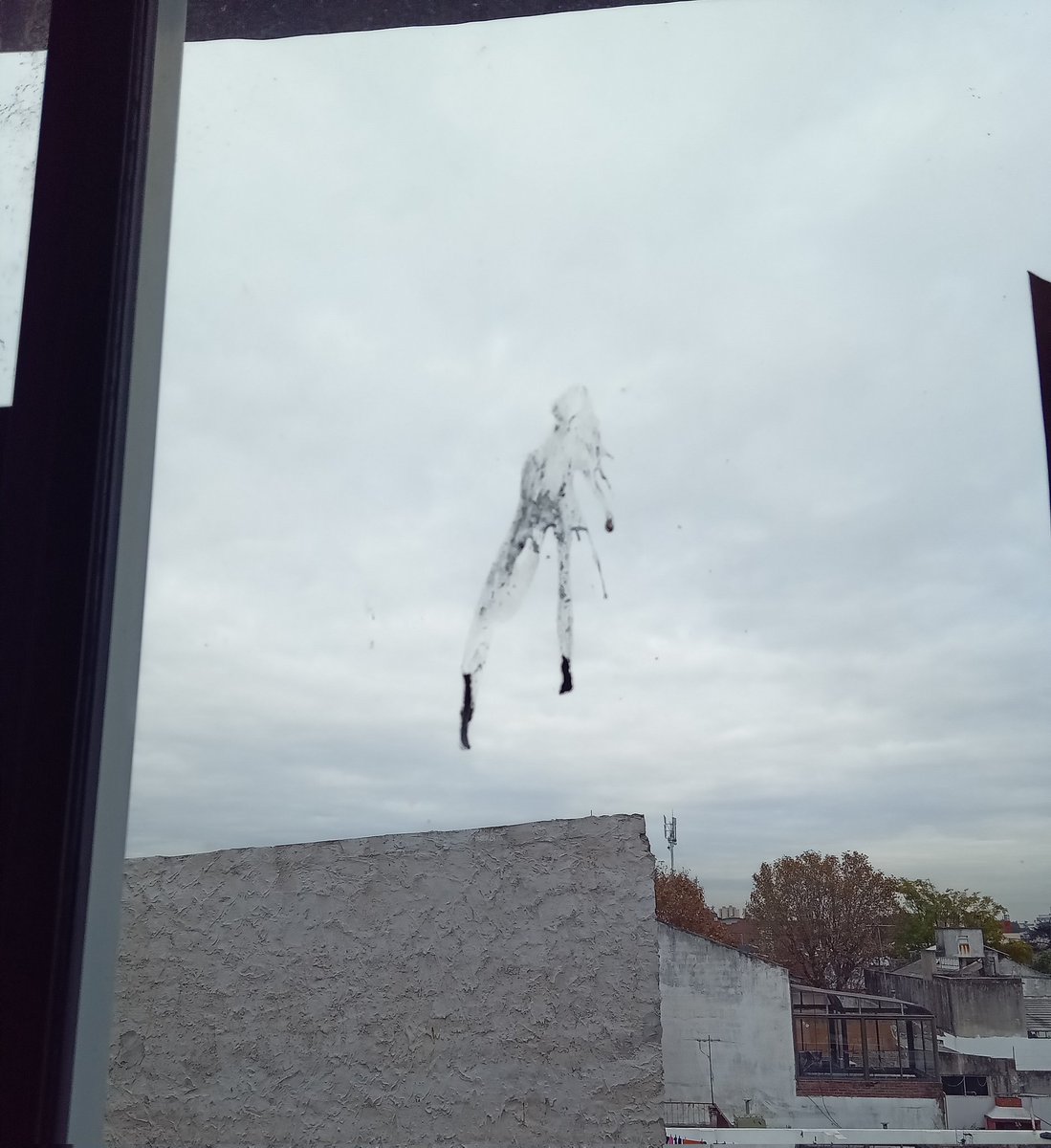 no se como hizo la paloma para cagarse en mi ventana y dejar forma d charly garcia tirandose a la pileta