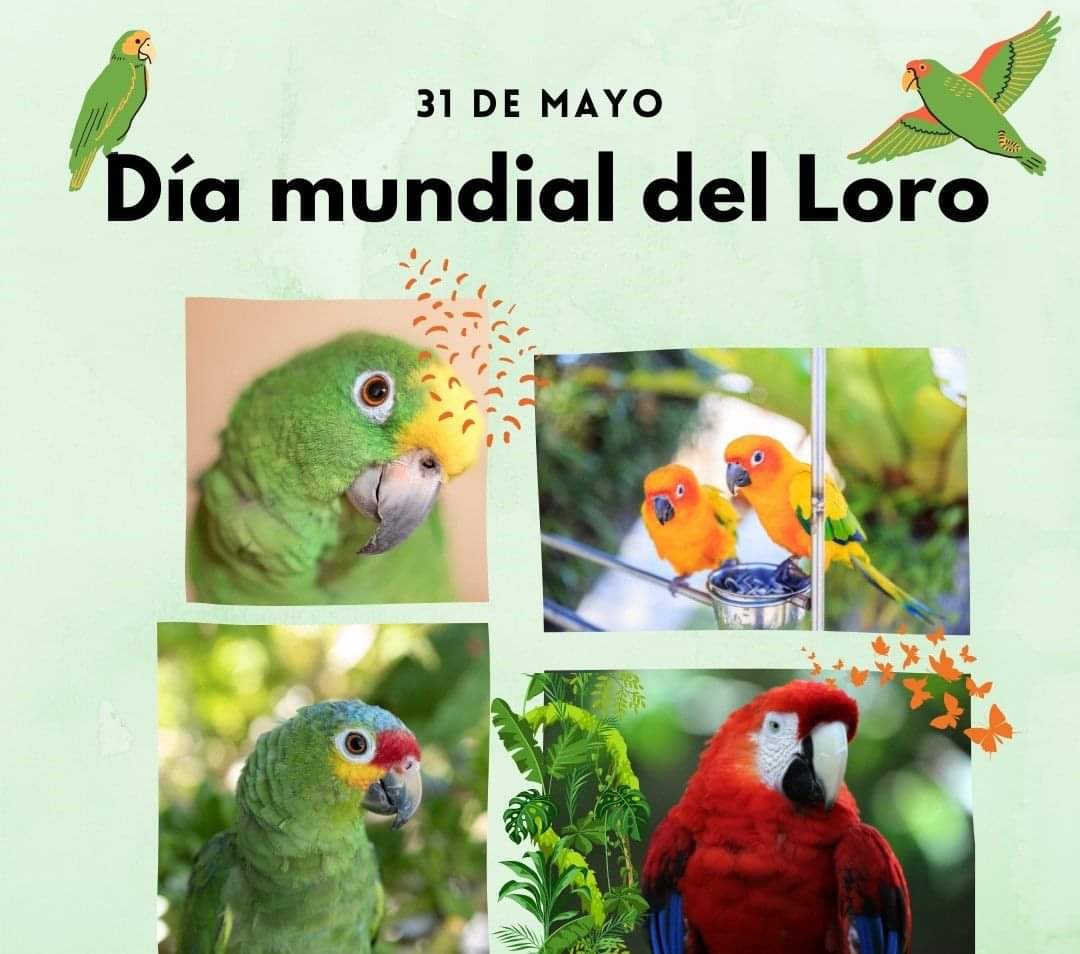 El #DiaMundialDelLoro 🦜💚 se celebra el 31 de mayo, para reforzar la importancia de cuidar y preservar estas aves, ya que algunas de ellas están amenazadas de extinción. 🍃 #TodosJuntosAl4519 #PLOMO19