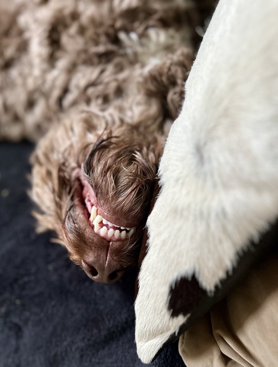 Look at my nice teefs 🐾❤️