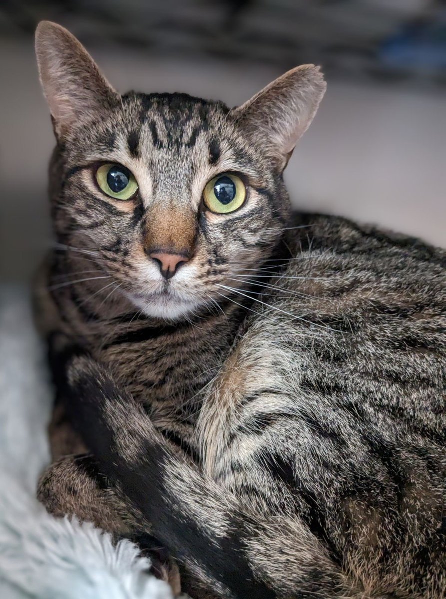 Will you give a shy cat a chance? I'm Miles, a 3 y/o boy, waiting for 153 days! My person’s resident cat bullied me so they let me go. 😿I’m initially shy but once I warm up I’m sweet, mellow and gentle. Looking for a quieter home with a patient family! givemesheltersf.org/mobile/animal.…