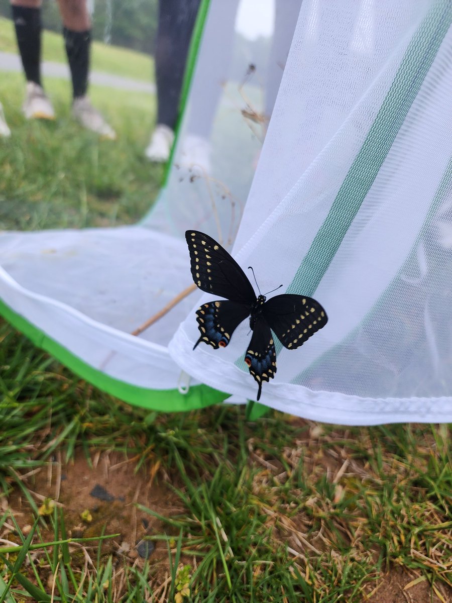 Katie Swanson (@ms_swanson_dis) on Twitter photo Our Eastern Black Swallowtail #butterflies finally emerged after spending the whole winter in their chrysalises! <a href="/Discovery_elem/">Discovery Elem</a> #4thGrade #science #NatureStudy Our Eastern Black Swallowtail #butterflies finally emerged after spending the whole winter in their chrysalises! <a href="/Discovery_elem/">Discovery Elem</a> #4thGrade #science #NatureStudy