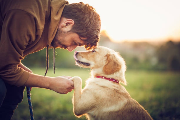 BuenaVistaDog's tweet image. Training your dog has many benefits, including better behavior, increased happiness, and a stronger bond between you and your pup. #TrainingBenefits #BetterBehavior
