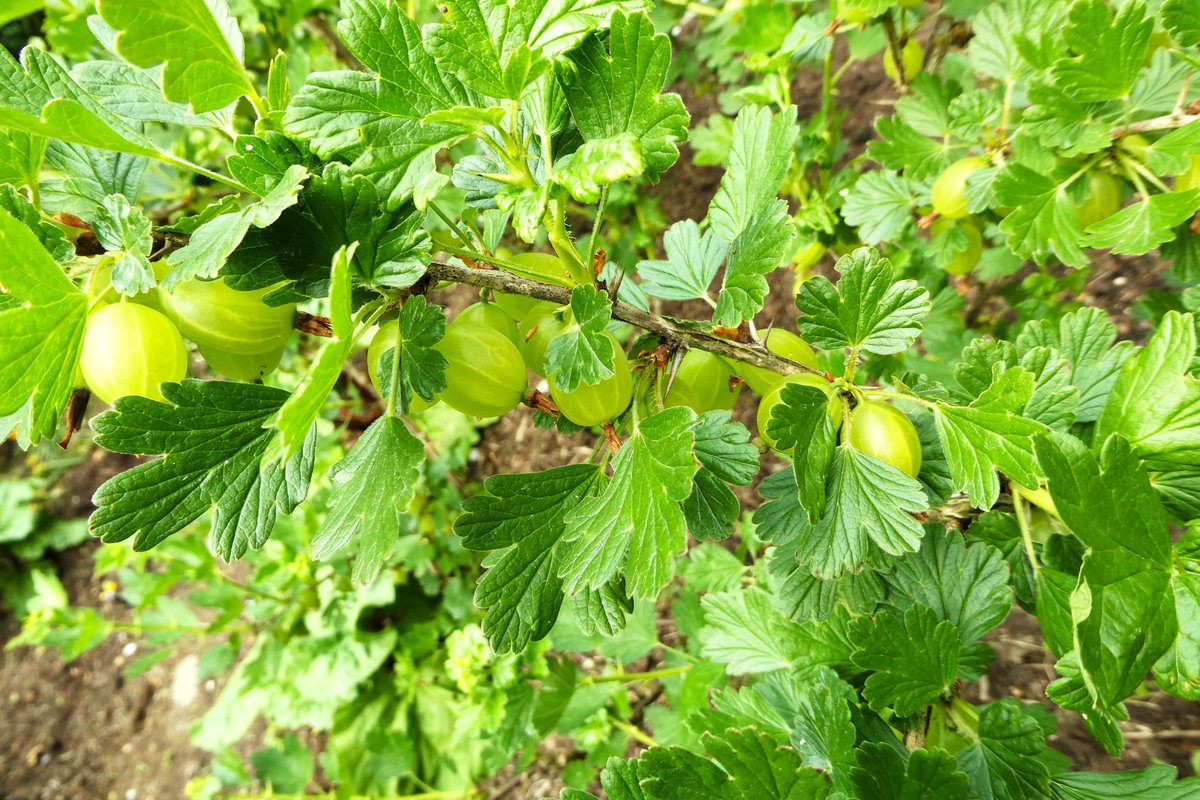 Goosberries doing well this year and no sign so far of the annoying gooseberry sawfly #GardeningX #gooseberries