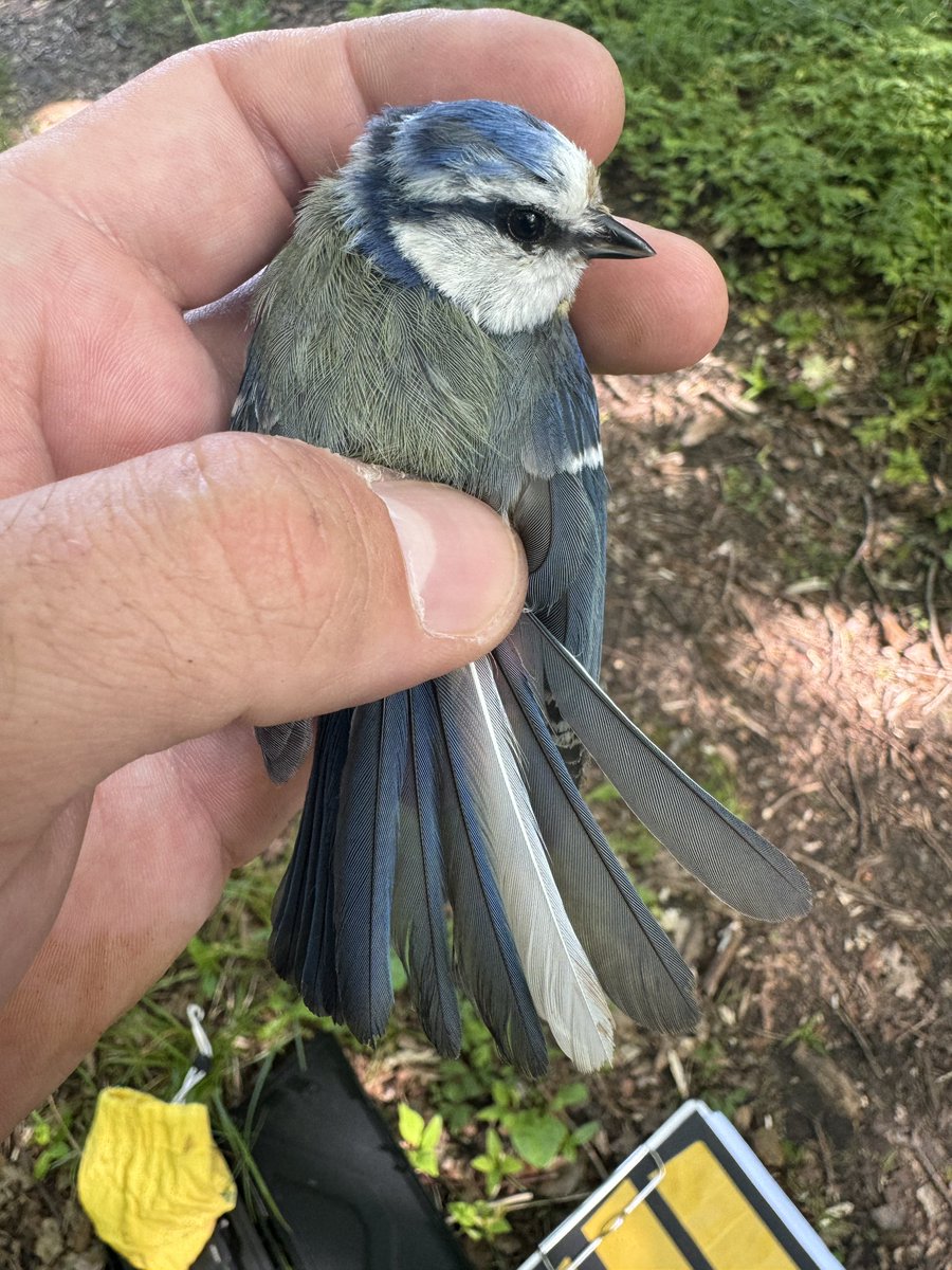 Gotland Blåmes tweet media