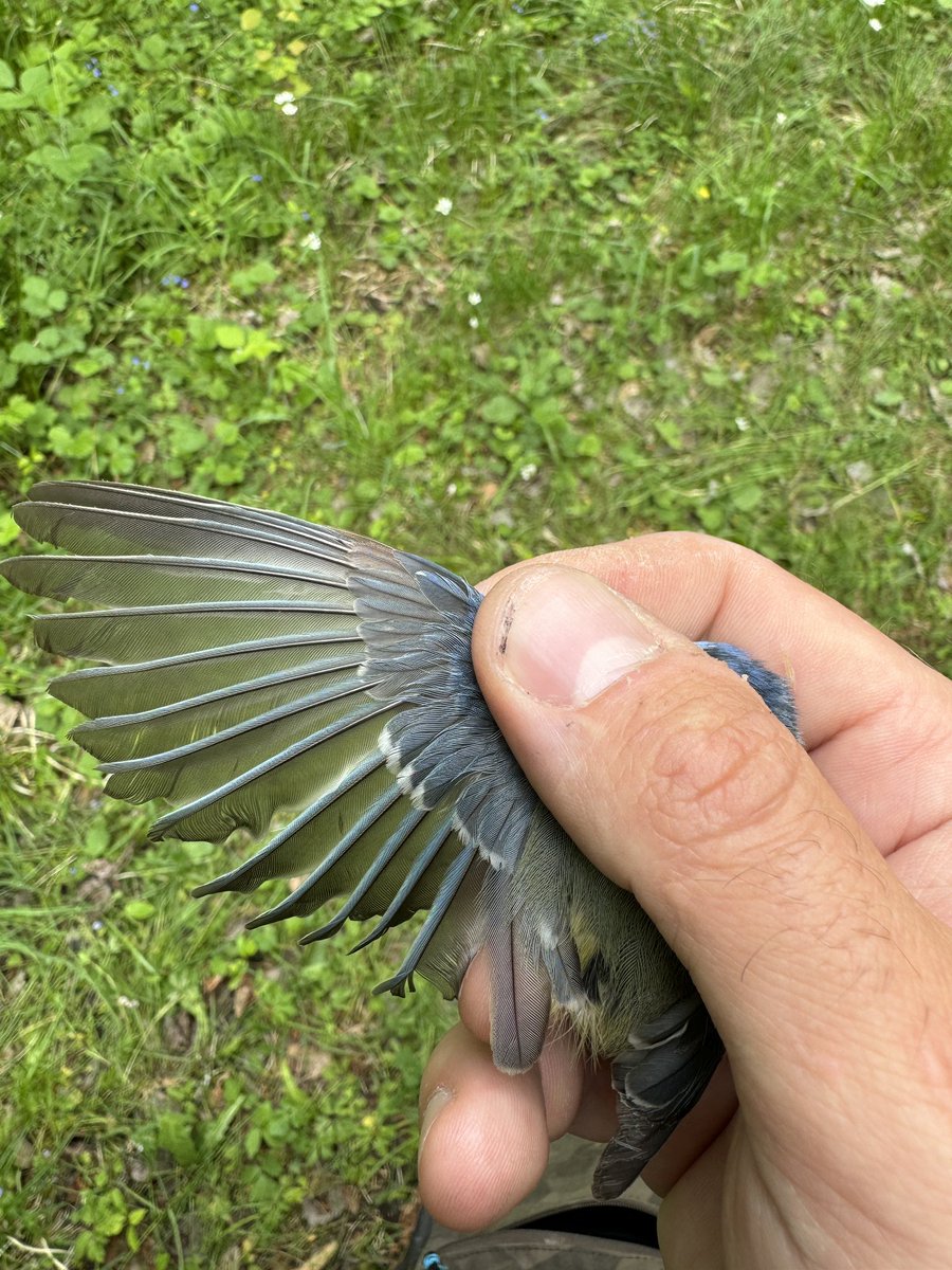 Gotland Blåmes tweet media