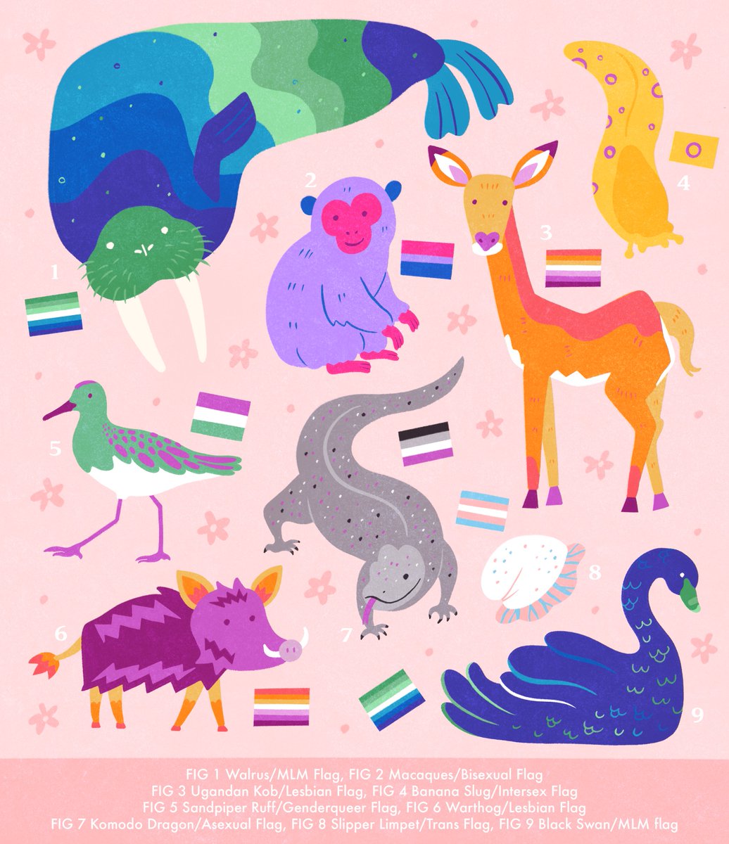 In honor of Pride, here are some animals and some of the sexualities they express in the wild!