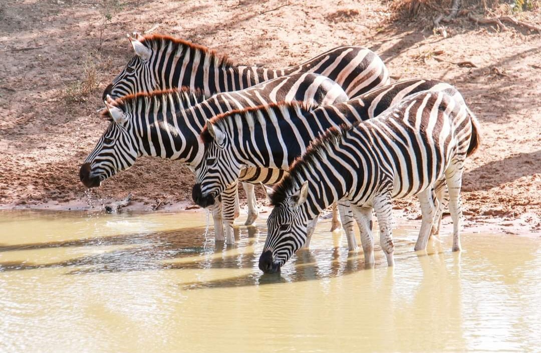 iSimangalisoZA's tweet photo. Did you know?
Try driving a car at 65km per hour. That is pretty fast and can earn you a fine if near a game reserve. Zebras can match that speed with ease. A group of zebras will dazzle you and yes it is called a dazzle π·
#uMkhuze
#visitisimangaliso
#wheremiraclesneverend. https://t.co/GHQPCT300M