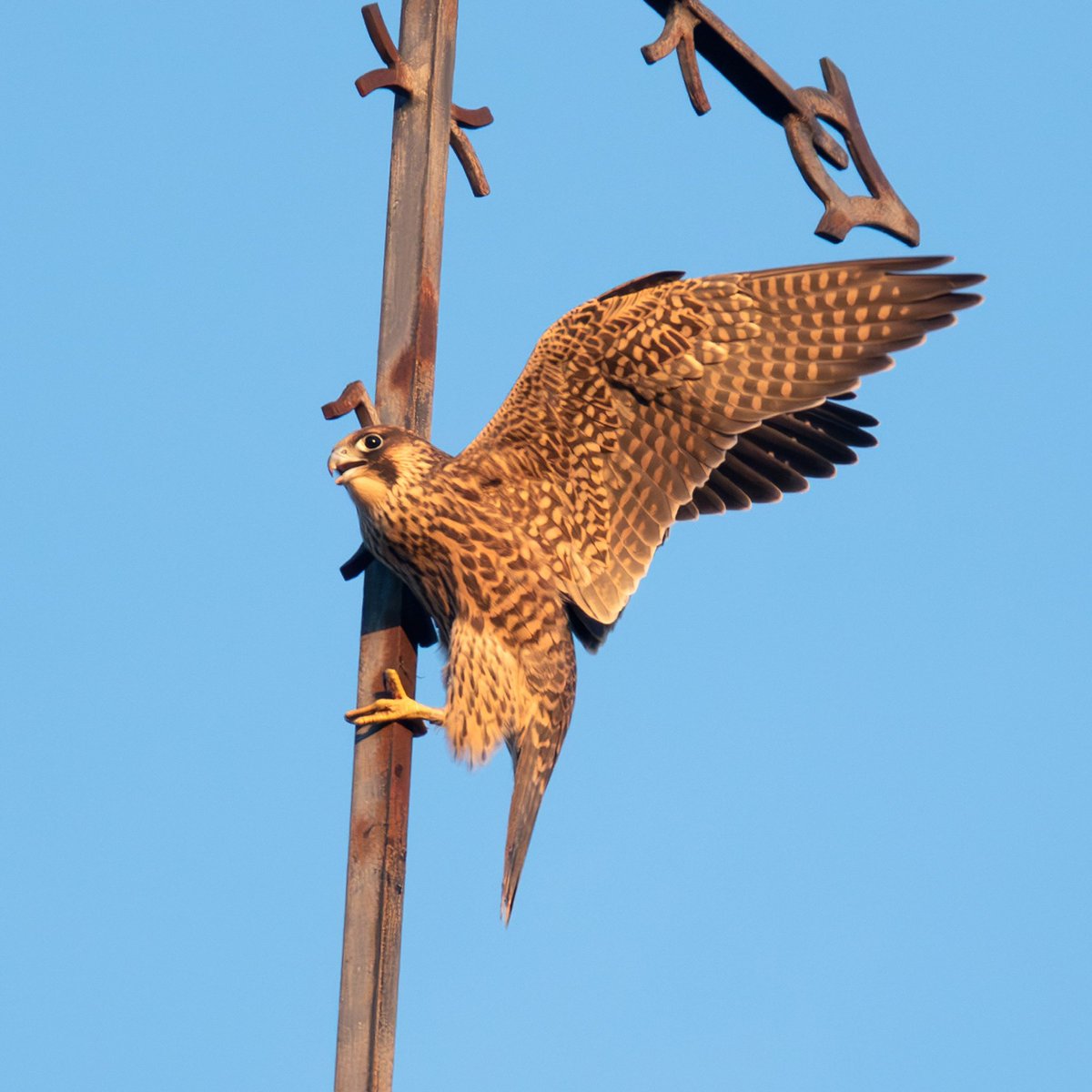 Slechtvalken met prooi bij de kerk in Liempde.
#slechtvalk #slechtvalken #slechtvalkenliempde #peregrinefalcon