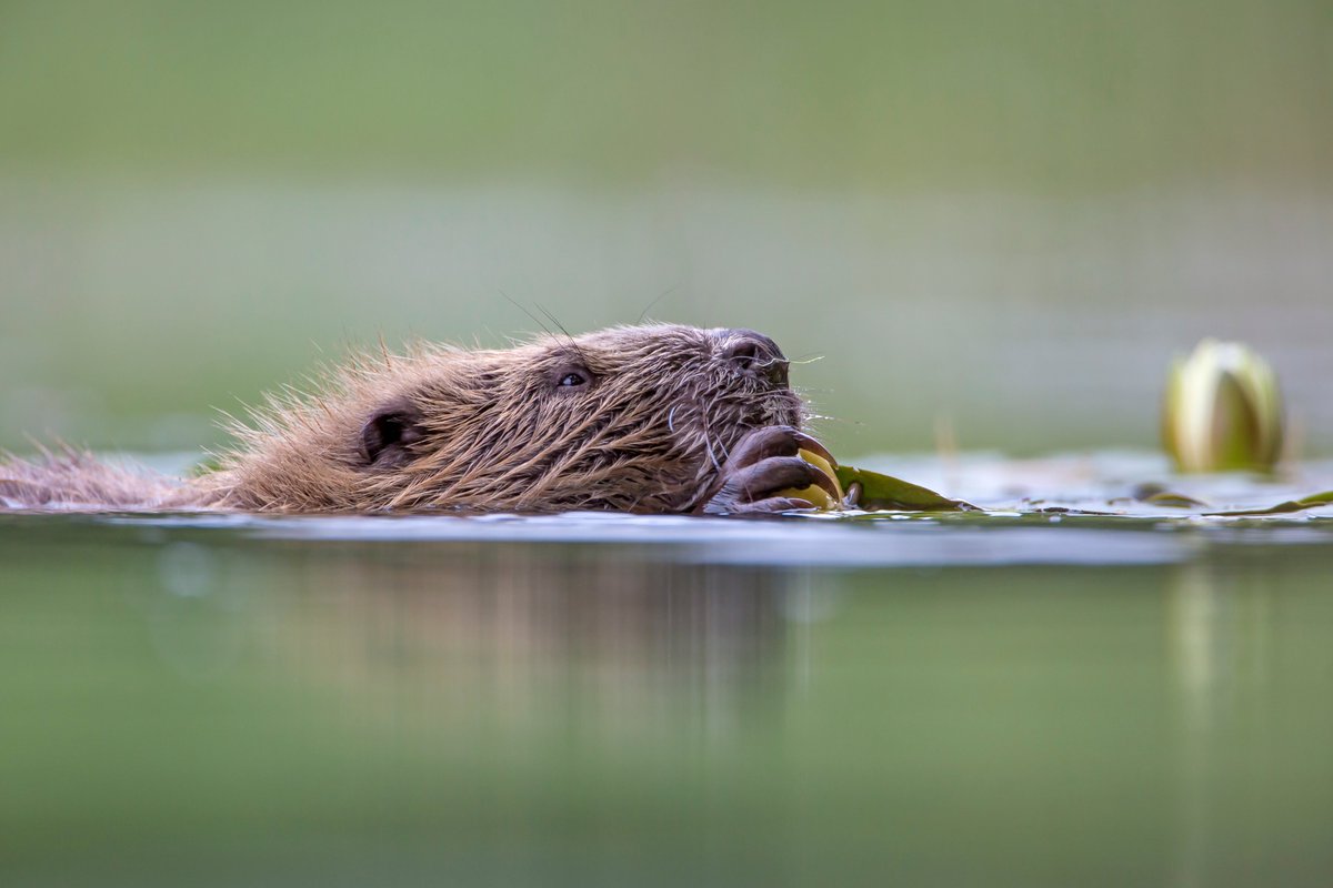 treesforlifeuk's tweet photo. Scots want more beaver reintroductions 🦫🏴󠁧󠁢󠁳󠁣󠁴󠁿We are calling for bolder beaver reintroduction action, following habitat assessments and public consultation. Read the story via the link in bio! 📷@scotlandtbp #beavers #reintroductions #rewilding @ScotRewilding https://t.co/s9YEggi2bn
