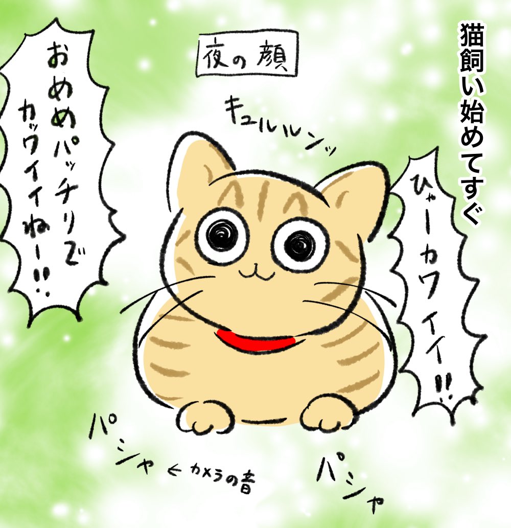 猫飼い始めて数年、お目目くりくり顔以外の魅力を知ってしまってもう戻れない 