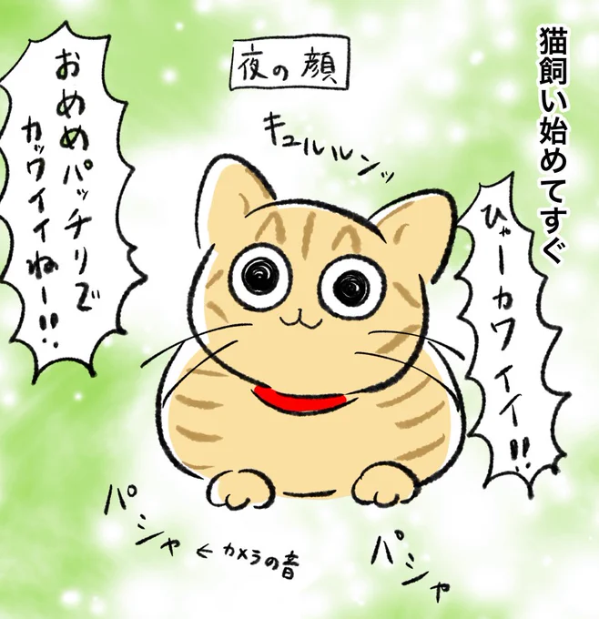 猫飼い始めて数年、お目目くりくり顔以外の魅力を知ってしまってもう戻れない 