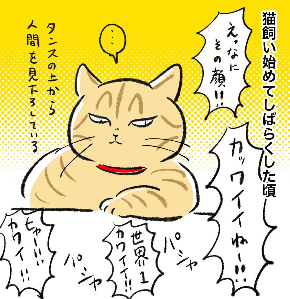 猫飼い始めて数年、お目目くりくり顔以外の魅力を知ってしまってもう戻れない 