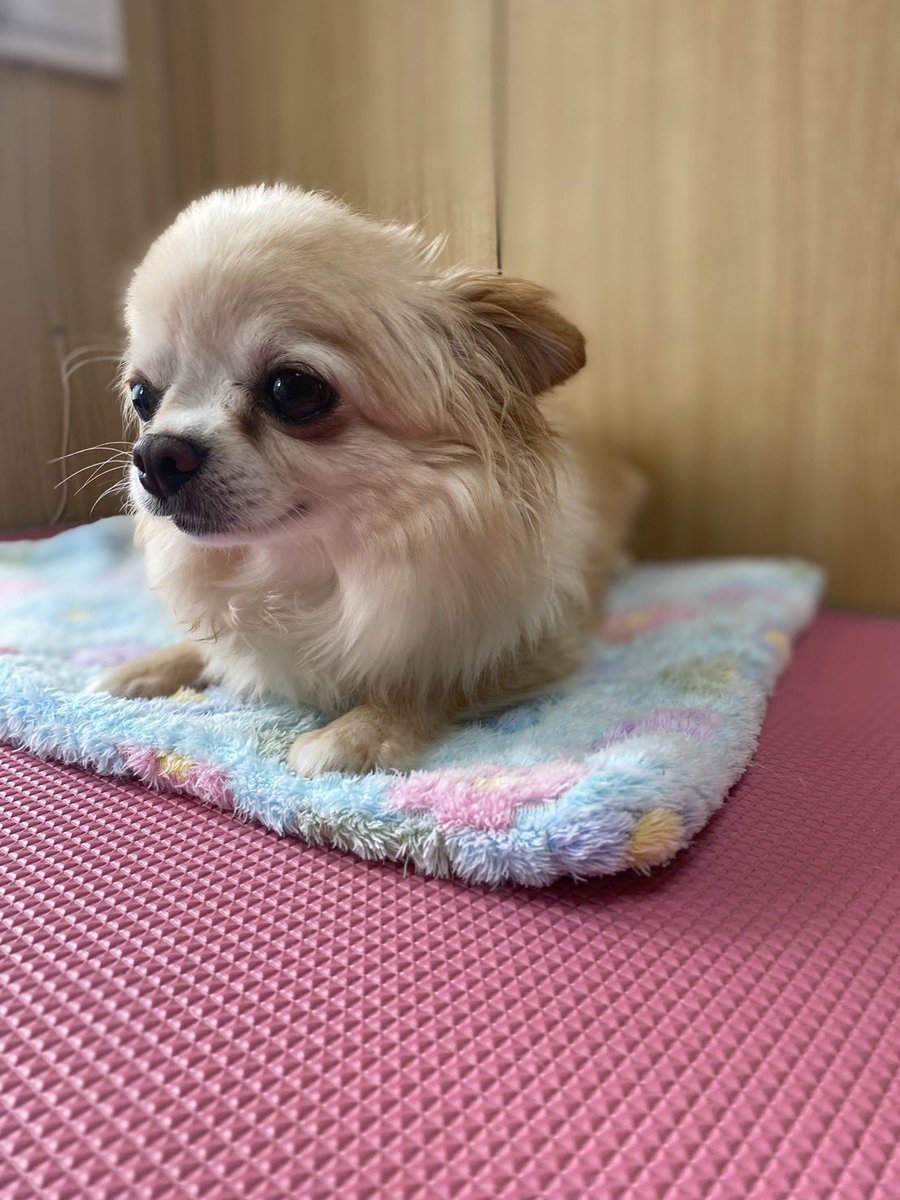 Happiness_0880's tweet photo. 激カワなスンちゃん🥰

避妊手術も無事終わって回復中🤭

よくがんばりました💯♥️ https://t.co/yXMrtuz0C2