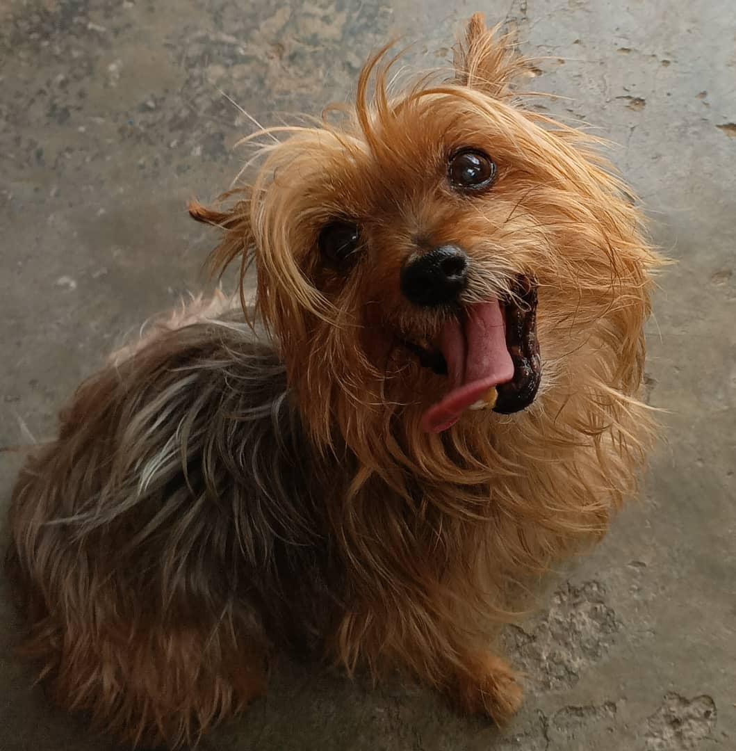 RP <a href="/eliasmbejarano/">Elias 🇻🇪</a>: MASCOTA PERDIDA EN AV NVA GRANADA DE CCS A LA ALTURA DEL METRO LA BANDERA Se llama"Renacer"tiene 14 años, tiene un huequito en una oreja, le faltan unos dientes, muy sociable. Desaparecido el 30/05 a las 7pm. El contacto del dueño es 0424-1325275(Sr Javier)