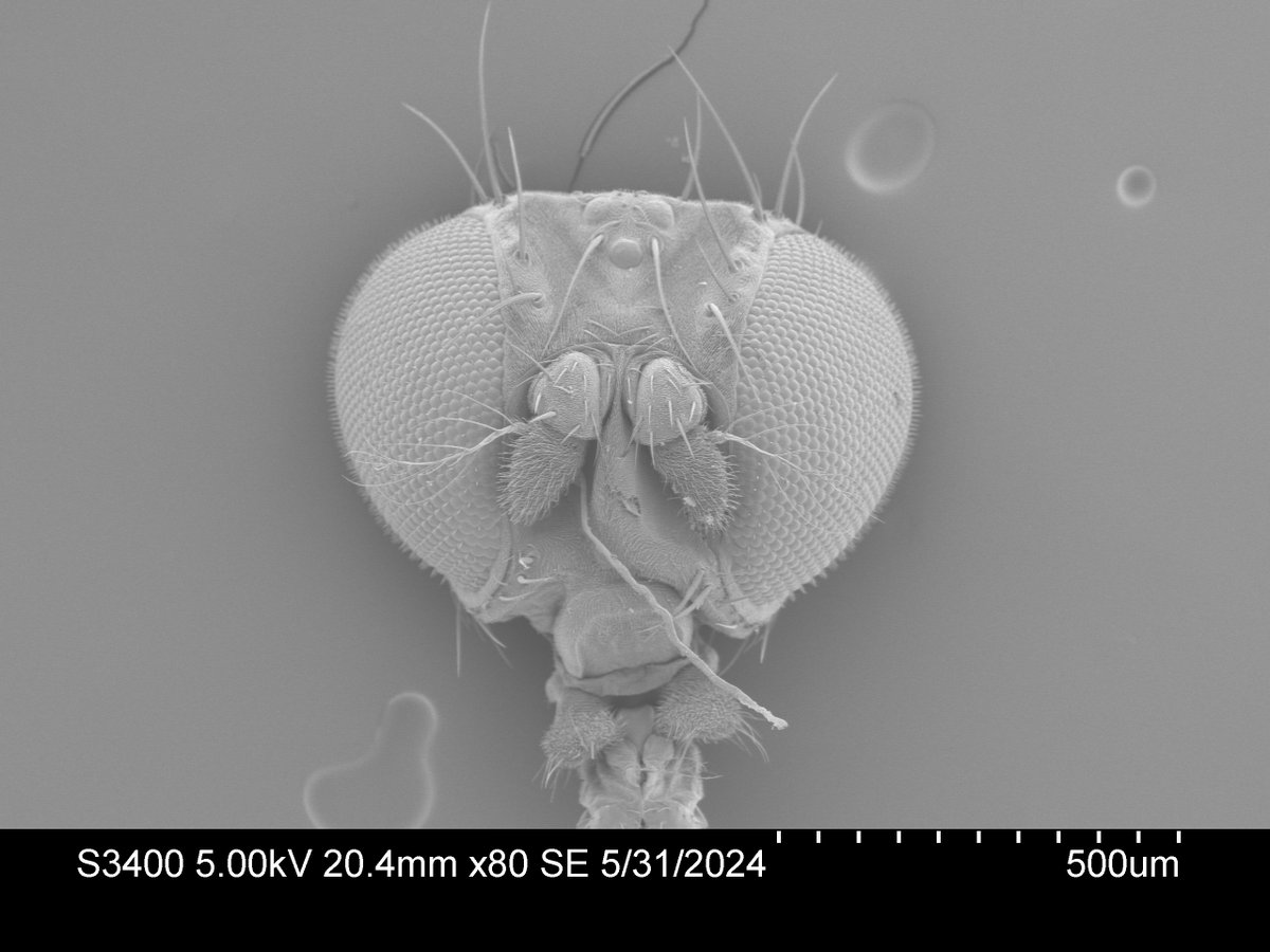 Oxford Brookes Centre for Bioimaging tweet media