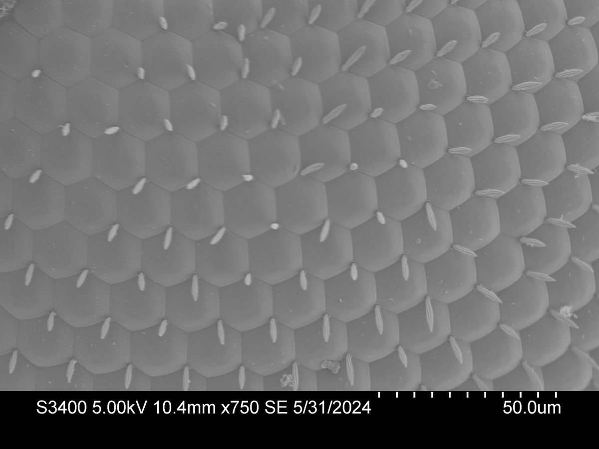 Channelling Jeff Goldblum while doing training on SEM sample preparation and imaging today