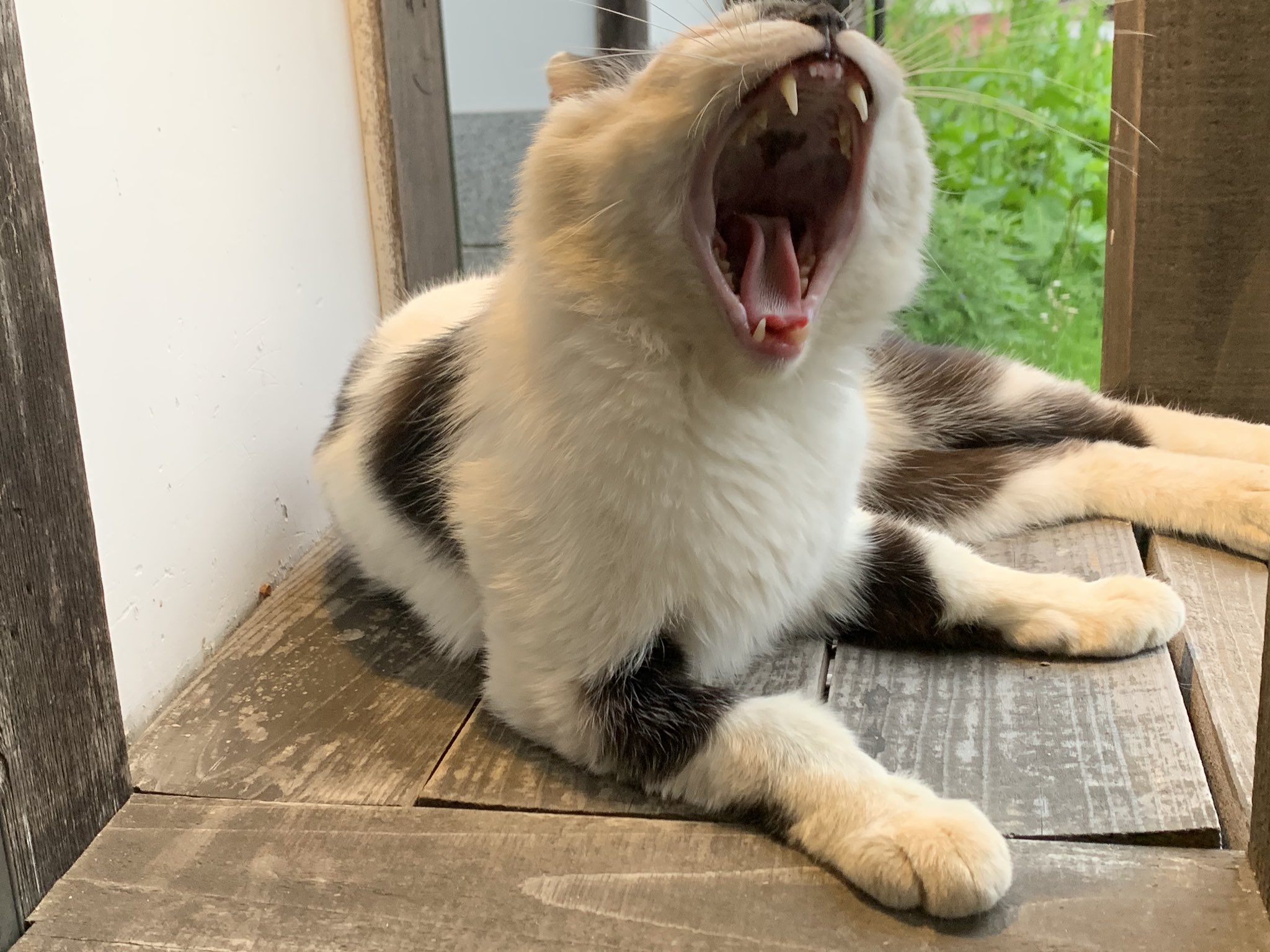 かいやさくらの日常。 on X: 