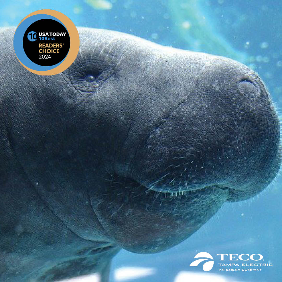 Calling all fan-atees (fans of manatees)! Please cast your vote today and every day through June 17, so our beloved @TECOmvc can be named the Best Free Attraction in the U.S.! Vote for our gentle giant sanctuary at 10best.usatoday.com/awards/travel/…